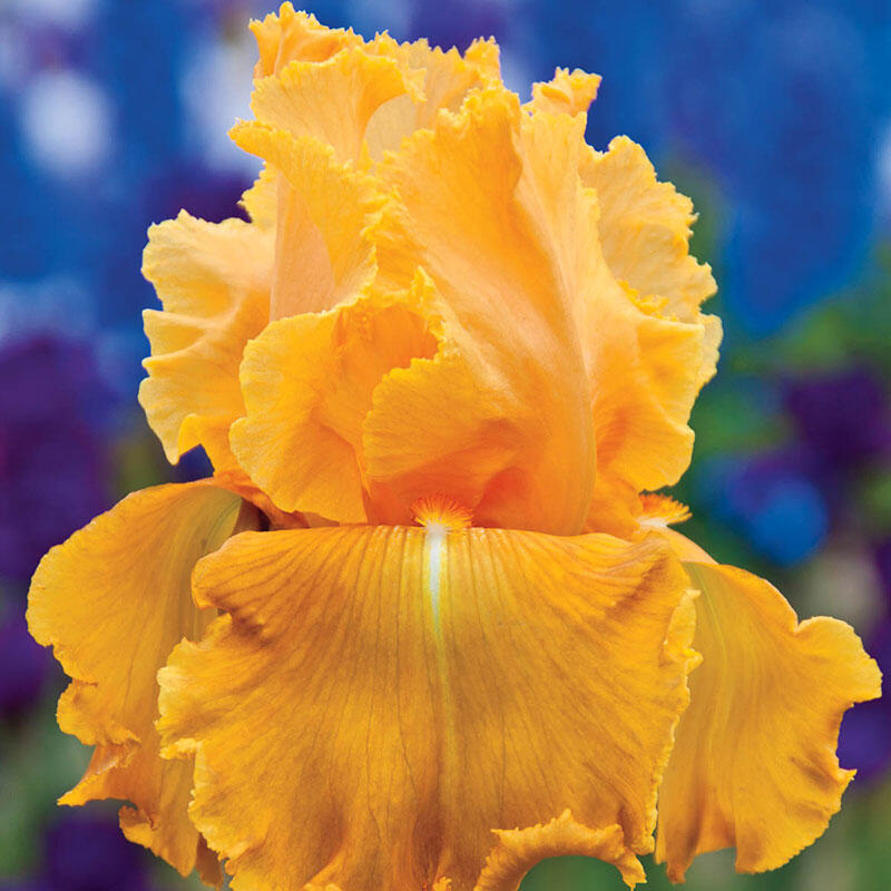 Splash Orange Iris | Breck&rsquo;s