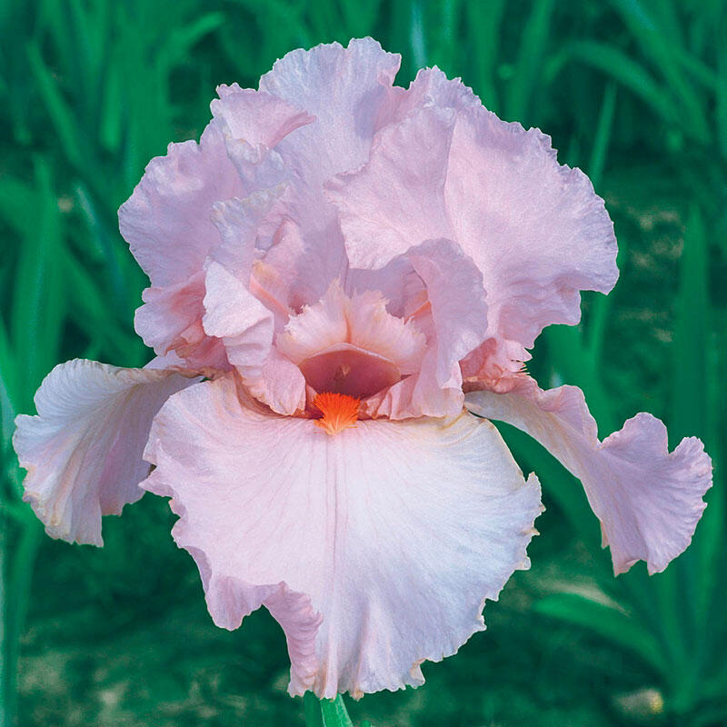 Peggy Sue Reblooming Tall Bearded Iris | Breck's