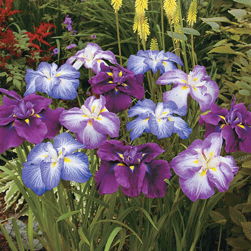 Japanese Iris Shop Our Japanese Iris Mixture Super Sak Breck's