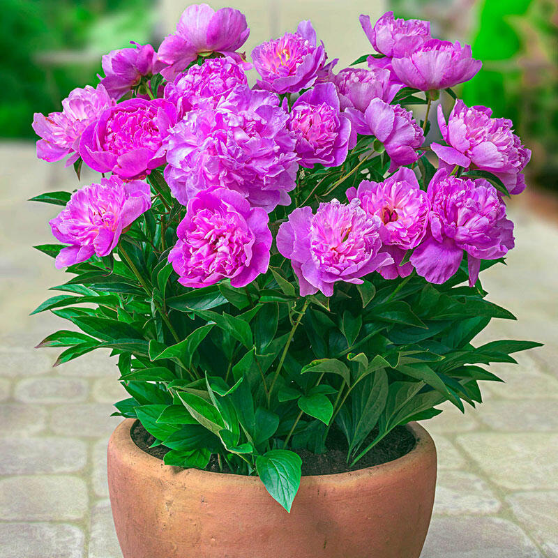 Rome Patio Peony Buy Online Breck's