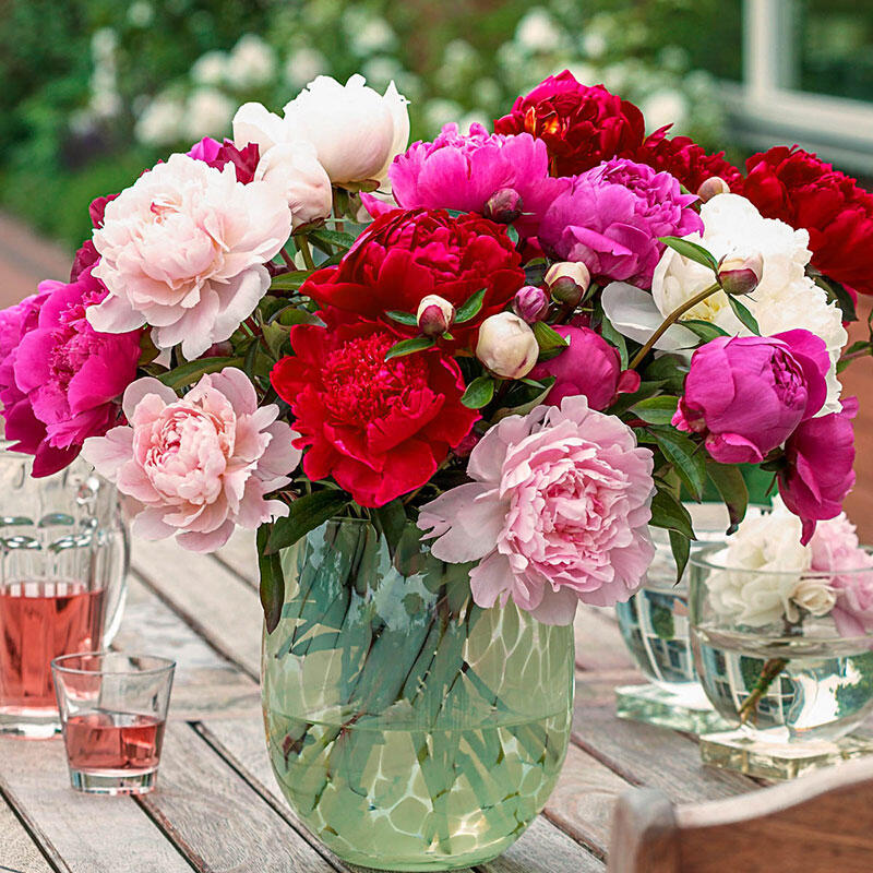 Buy Cutflower Peony Mix Breck's