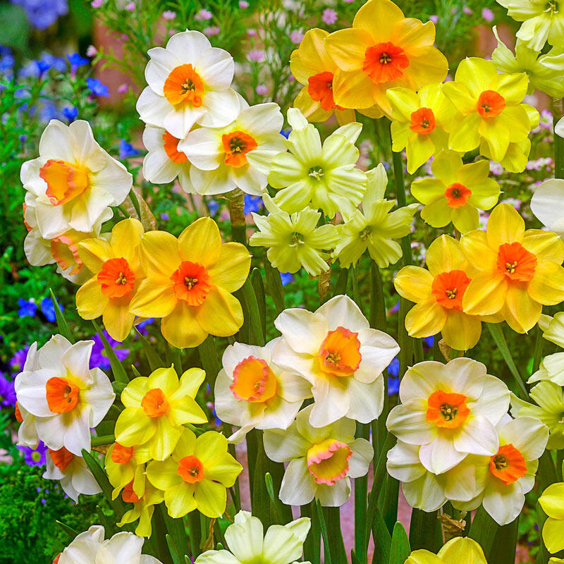 Jonquilla Daffodil Mixture Breck's