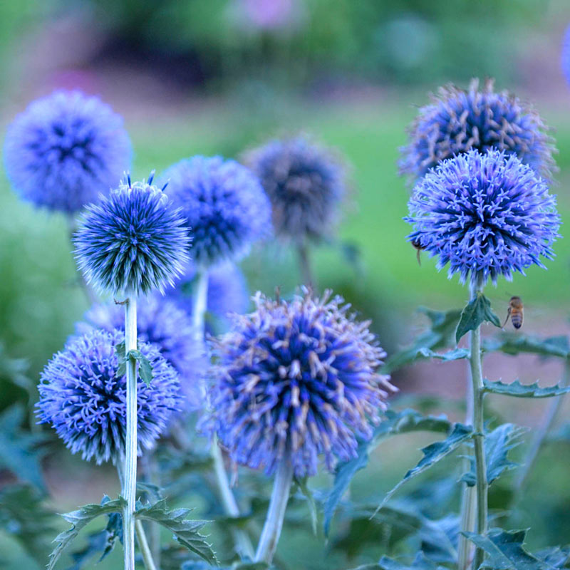 Blue Glow Globe Thistle Brecks Premium Bulbs