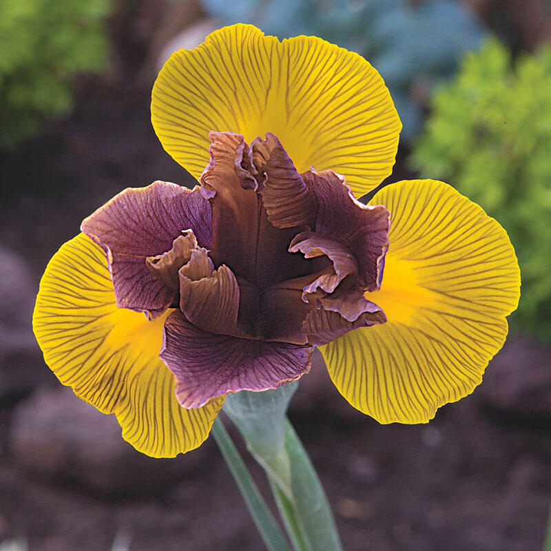 Lion King Dutch Iris Brecks Premium Bulbs