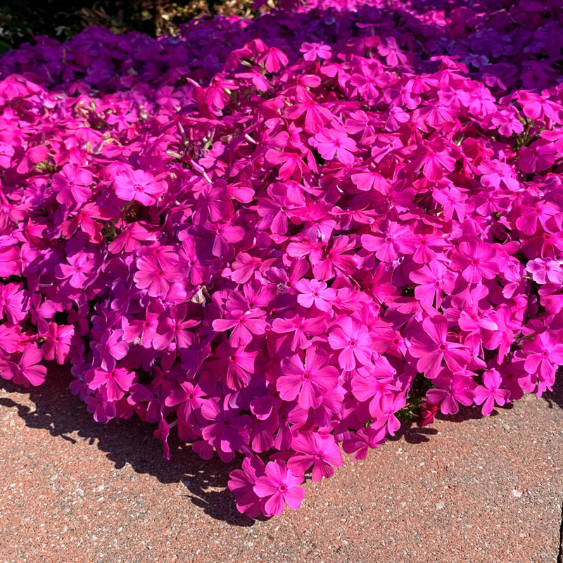 Pink Drummond Carpet Phlox Brecks Premium Bulbs