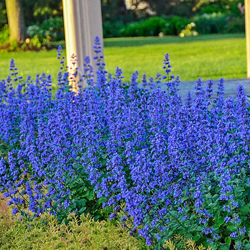 Cat's Meow Catmint Brecks Premium Bulbs