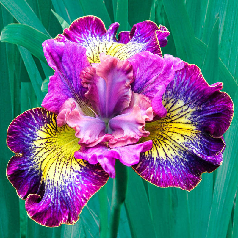 Buy How Audacious Siberian Iris Breck's