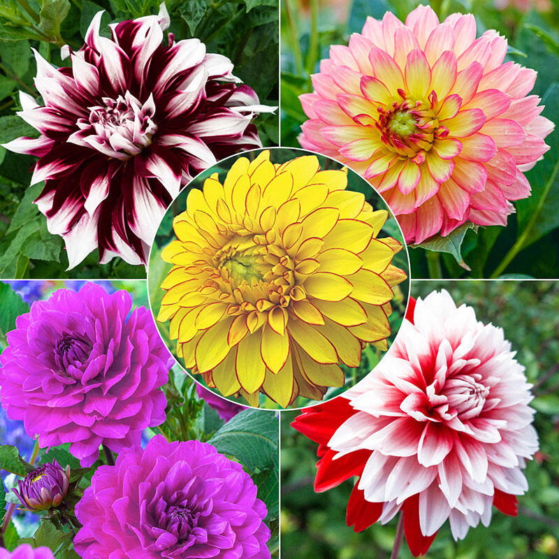 Full Spectrum Dahlia Collection Brecks Premium Bulbs