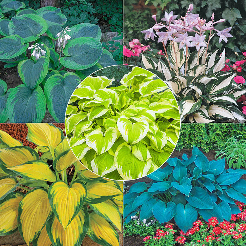 Exotic Colour Hosta Collection Shop Online Breck's