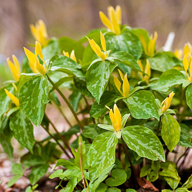 Yellow Trillium Brecks Premium Bulbs