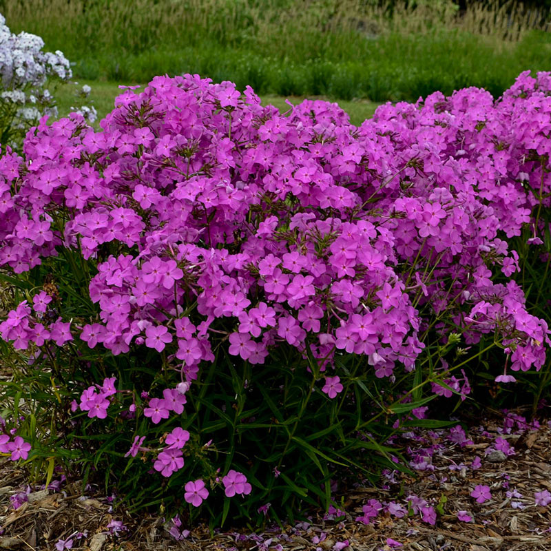Opening Act Ultrapink Reblooming Phlox Brecks Premium Bulbs