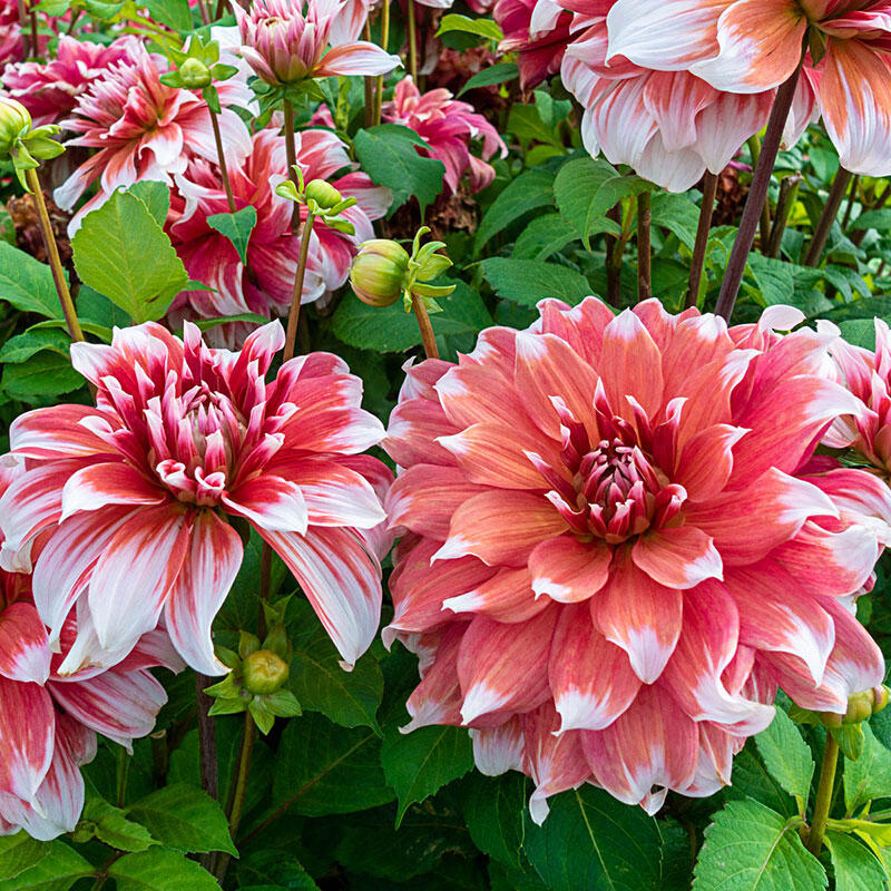 Shop Frost Nip Dahlia Dahlia Dinnerplate Dahlias Breck's