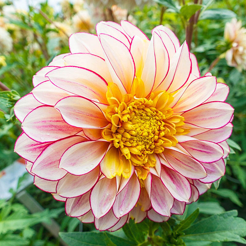 Buy Polka Dahlia Online Powder Puff Dahlias Breck's