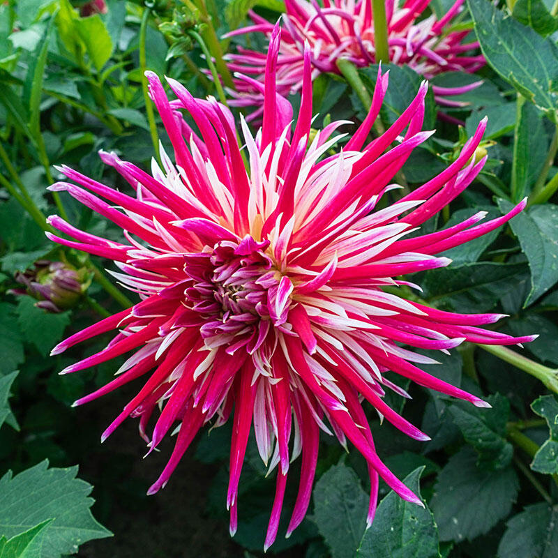 China Town Dahlia Brecks Premium Bulbs