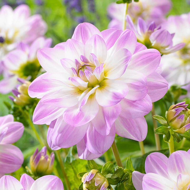 Buy Twilight Time Dahlia Waterlily Dahlias Bulbs Breck's