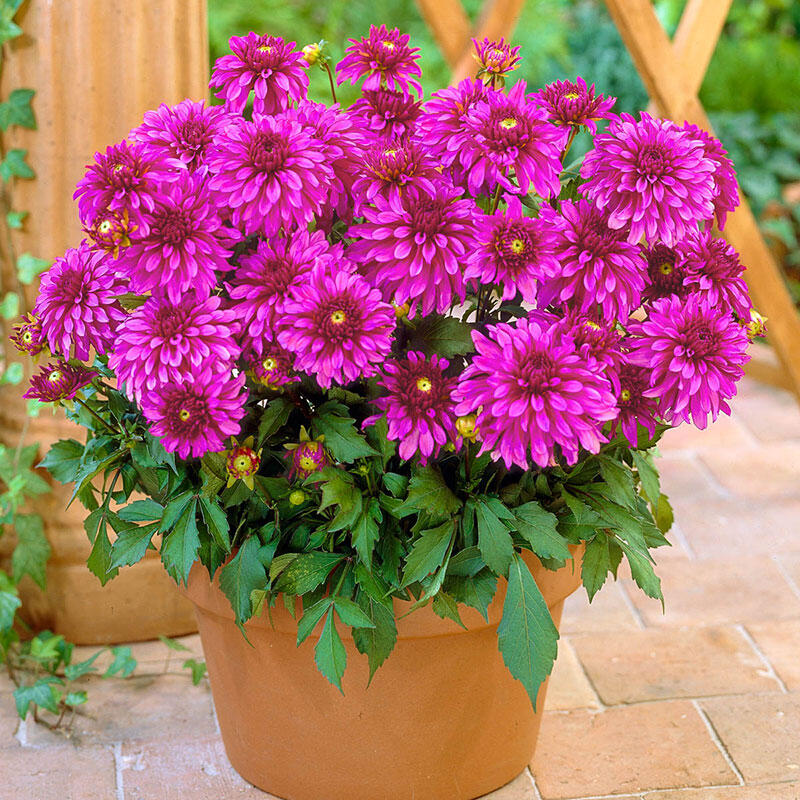 Gallery Art Nouveau Dahlia Brecks Premium Bulbs