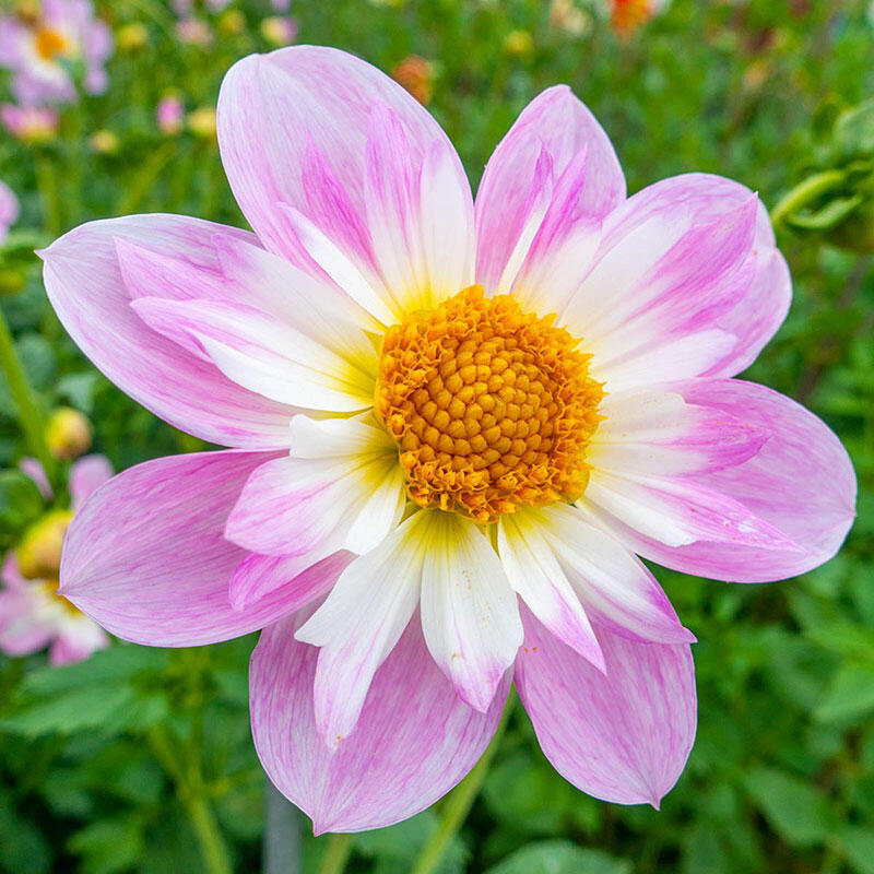Buy Teesbrook Audrey Dahlia Online | Summer Bulbs | Breck’s