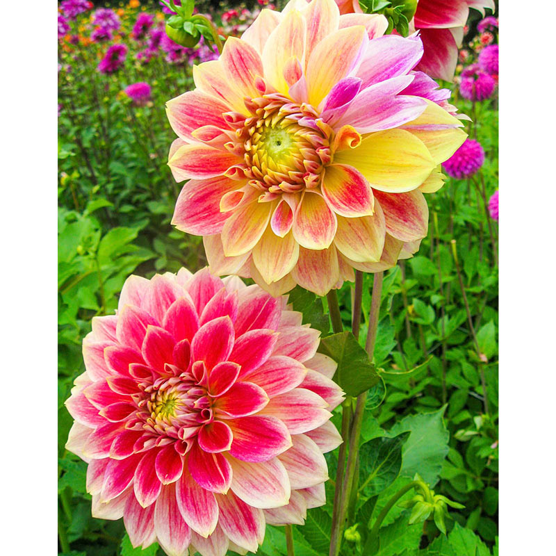 Temple of Beauty Dahlia Brecks Premium Bulbs