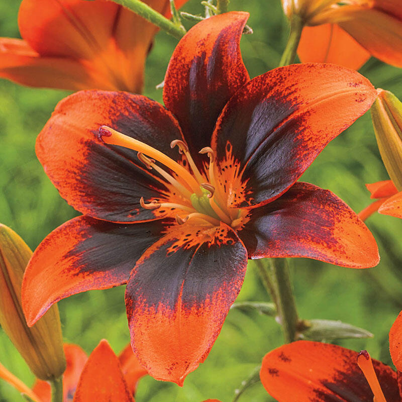 Lily Sale Easy Samba Asiatic lily Breck's