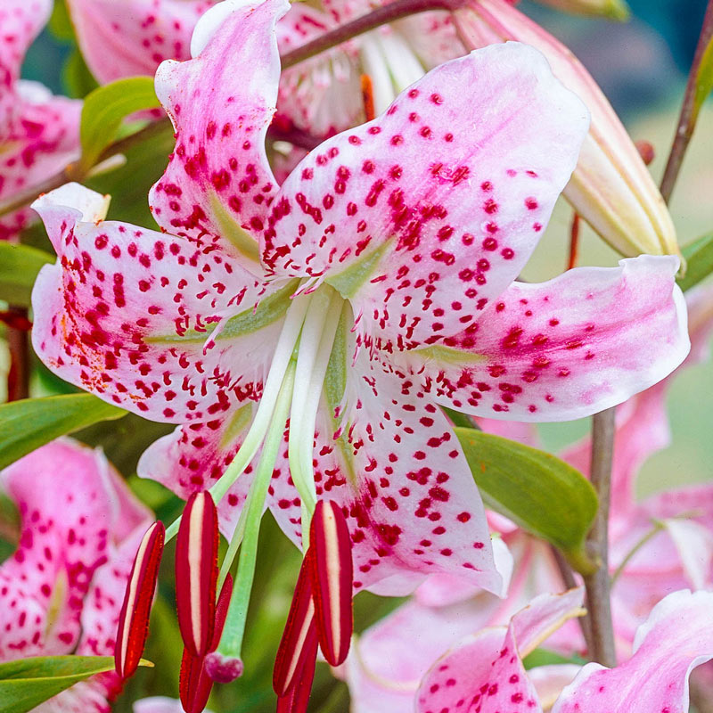 Lilium speciosum var rubrum ‘Uchida’ | Shop | Breck’s