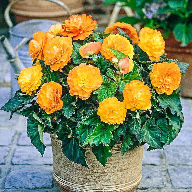 Apricot Nonstop Begonia Breck's