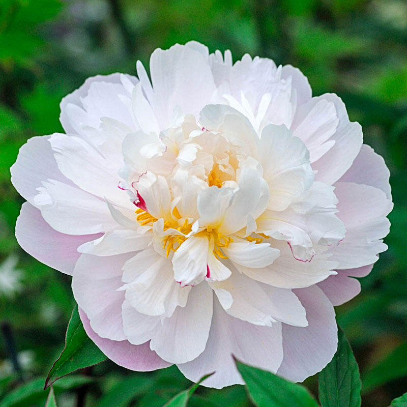 Vogue Peony | Breck&rsquo;s