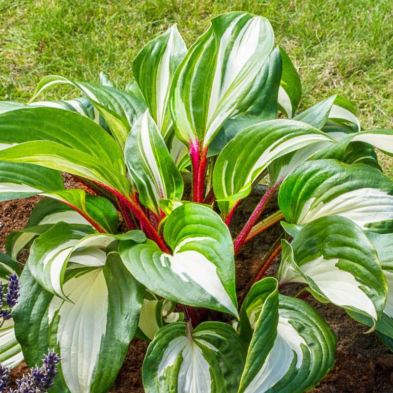 Red Cloud Hosta Brecks Premium Bulbs
