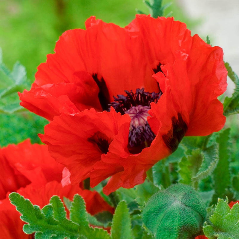 Red Pearl Oriental Poppy Brecks Premium Bulbs