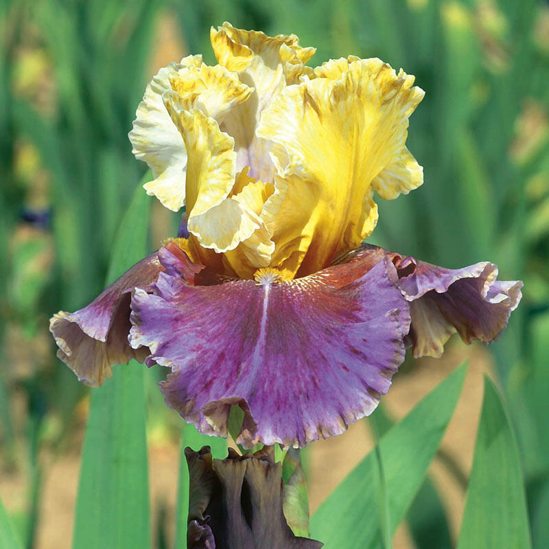 Final Episode Reblooming Bearded Iris Breck's