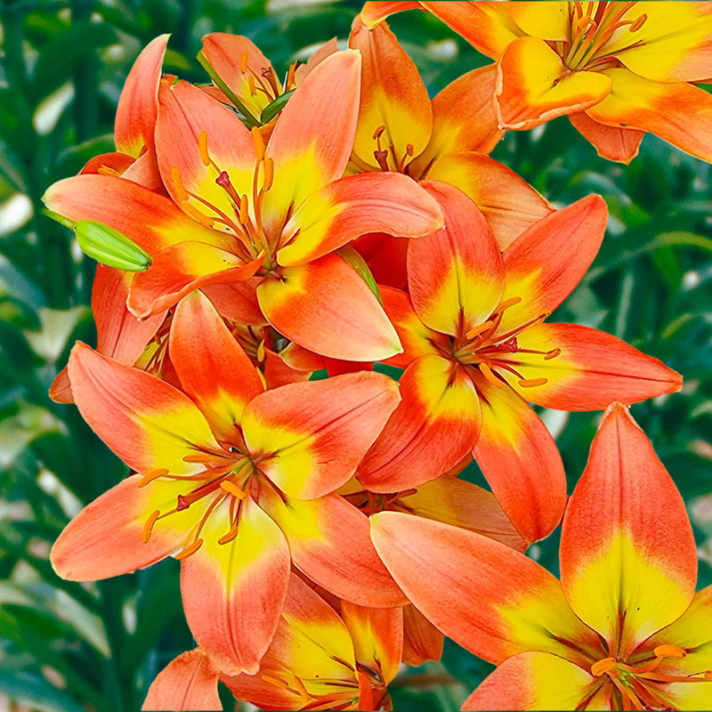 Forever Linda Lily Breck's