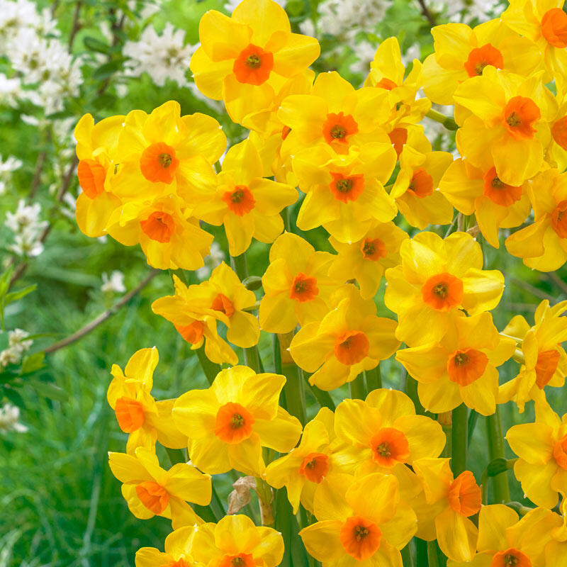 Buy Daffodil Breck's