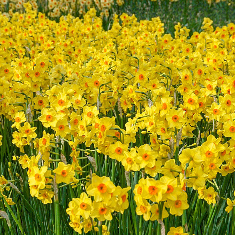 Golden Dawn Daffodil Spring Bulbs Buy Online Breck's
