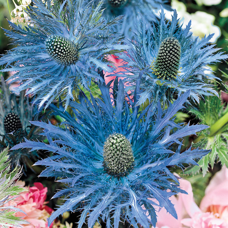 Blue Star Sea Holly Brecks Premium Bulbs