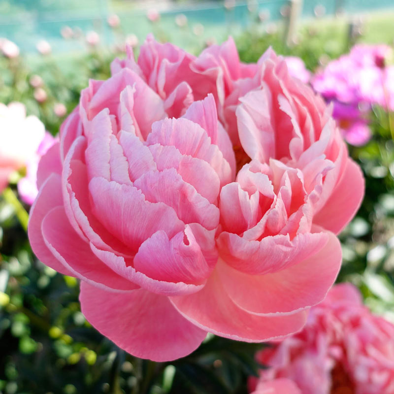 Coral Charm Peony Breck's