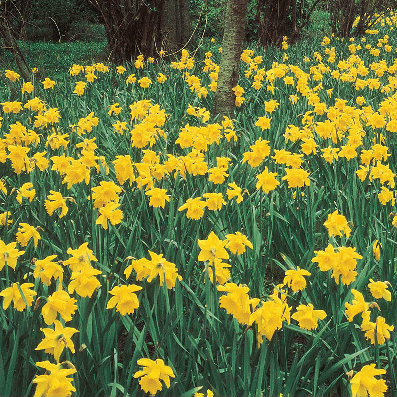 Giant Yellow Jonquils for Naturalizing Breck's