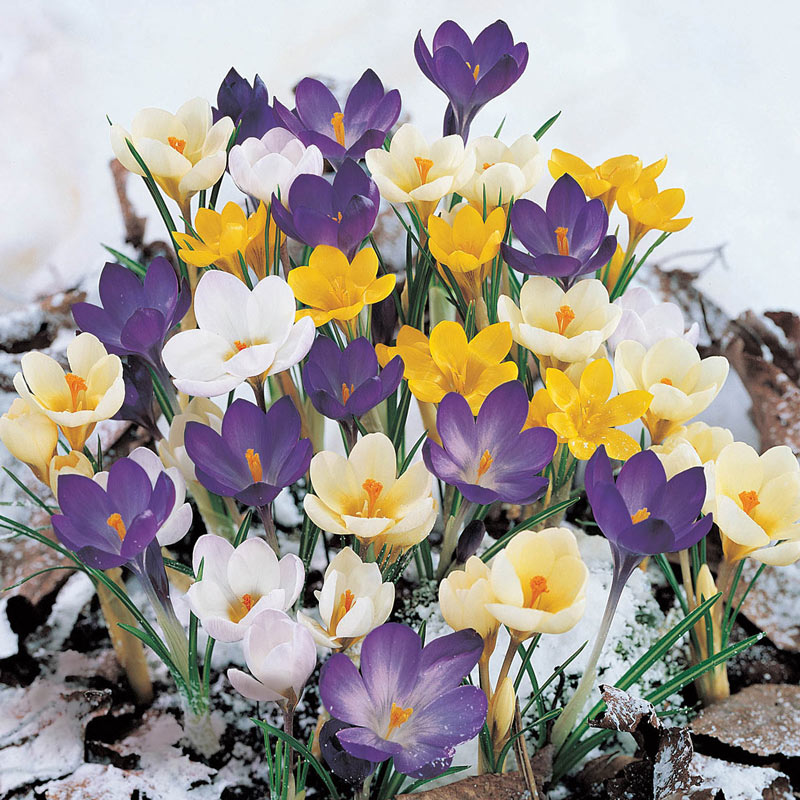 Snow Crocus Mixture White, Purple, Yellow and Striped Crocuses Breck's