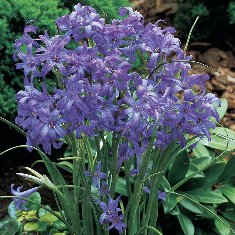 Lavender Mountain Lilies Breck's