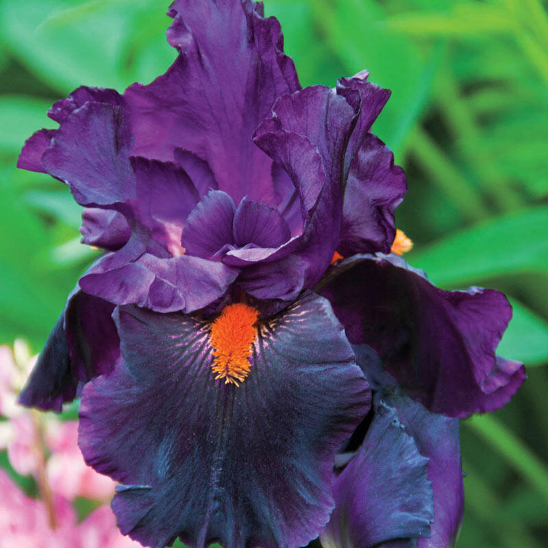 Dracula's Kiss Bearded Iris Sun Perennials Shop Online Breck's