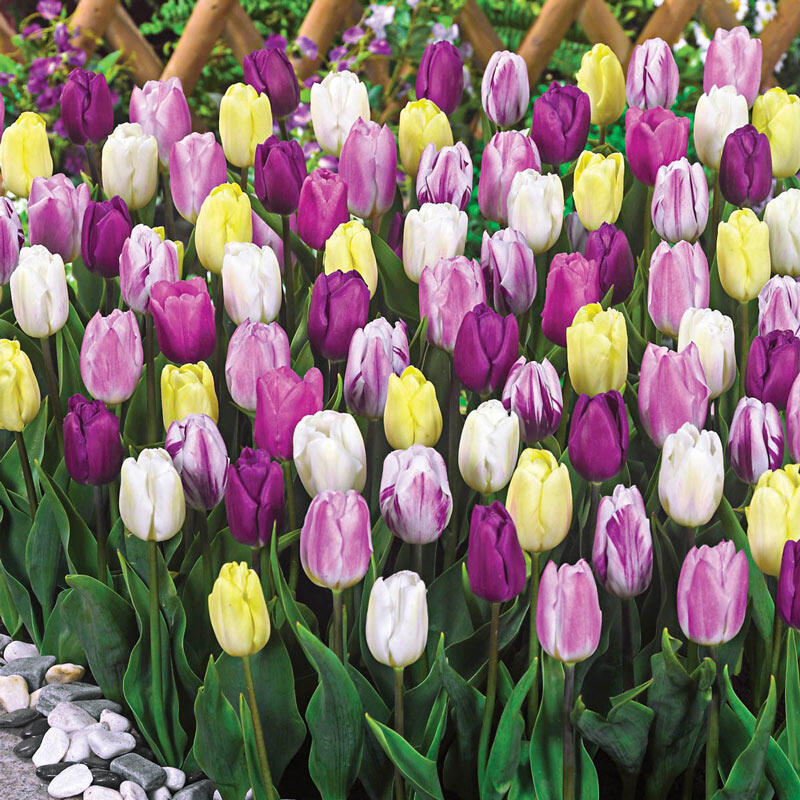 Flag Tulip Mixture Breck's