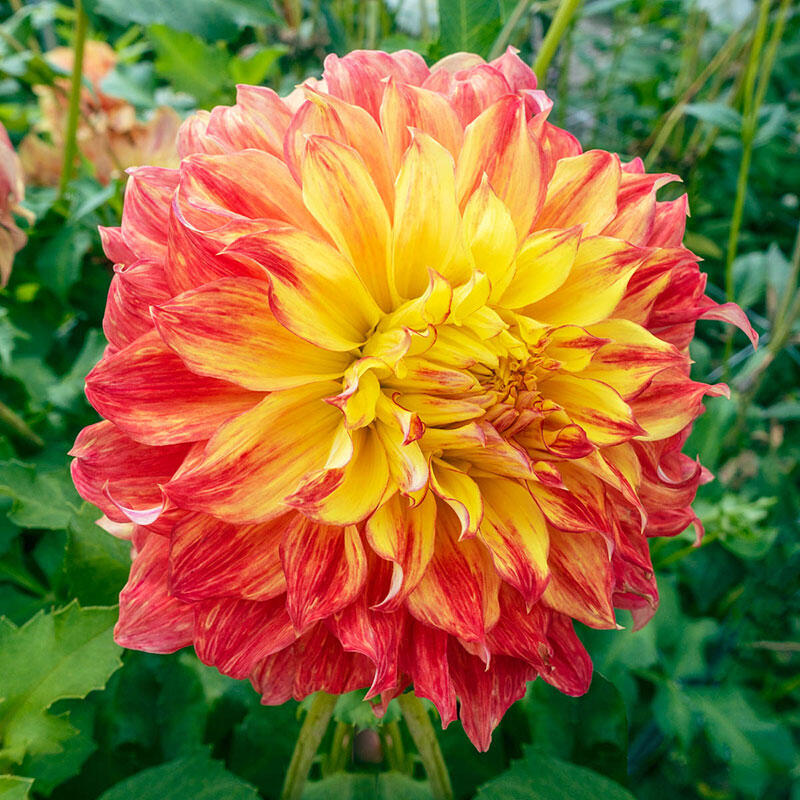 El Sol Giant Dinnerplate Dahlia Breck's