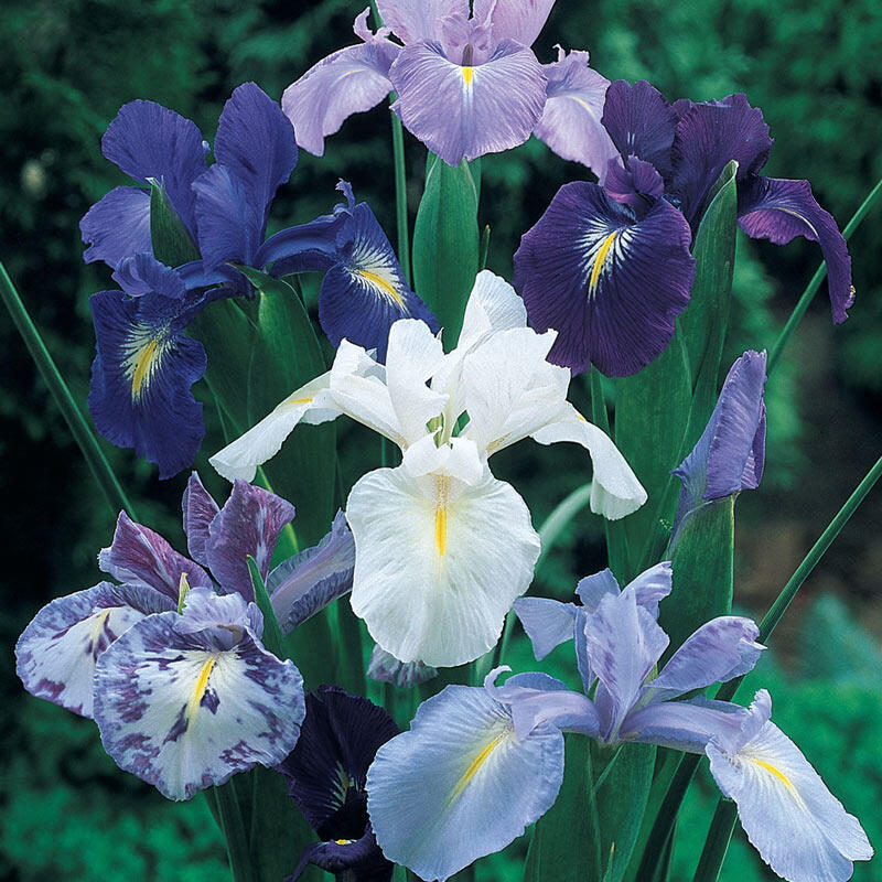 Cool Shades Dutch Iris Mixture Breck's