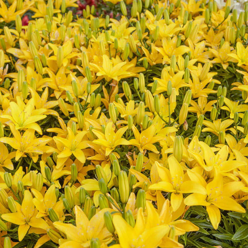 Buy Easy Sun Lily Online Asiatic Lilies for Sale Breck's