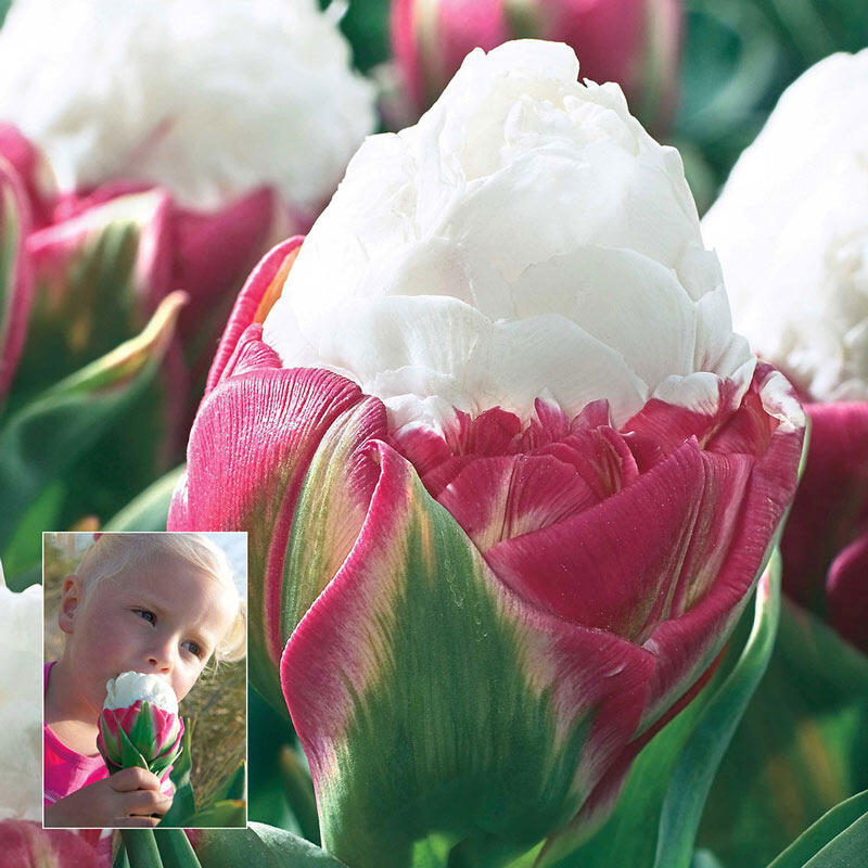 Ice Cream Tulip Breck's