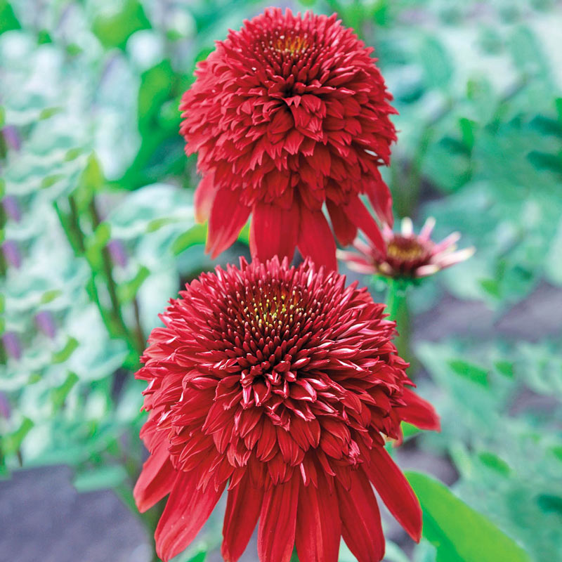 Eccentric Coneflower Brecks Premium Bulbs