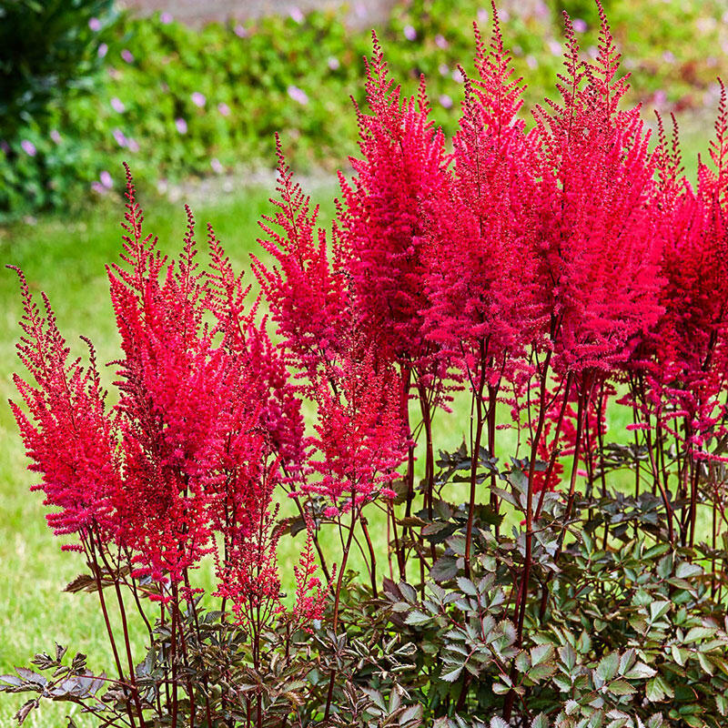 Mighty Chocolate Cherry Astilbe Buy Now Breck's