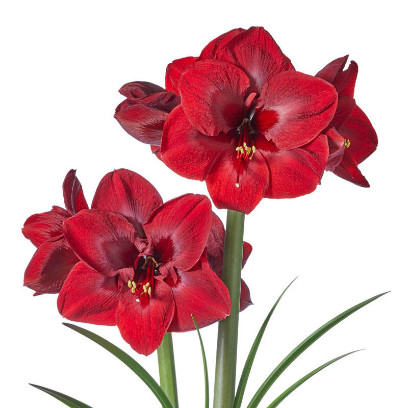 Amaryllis Carmen Amaryllis Bulbs Breck's