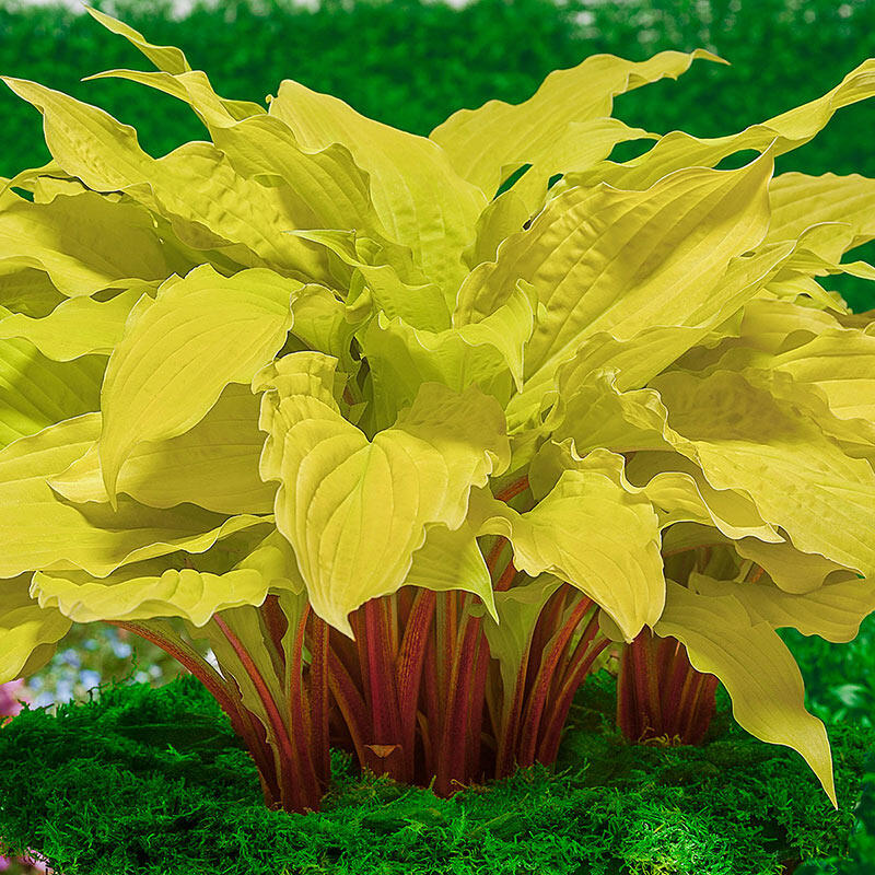 Lipstick Blonde Hosta Breck's