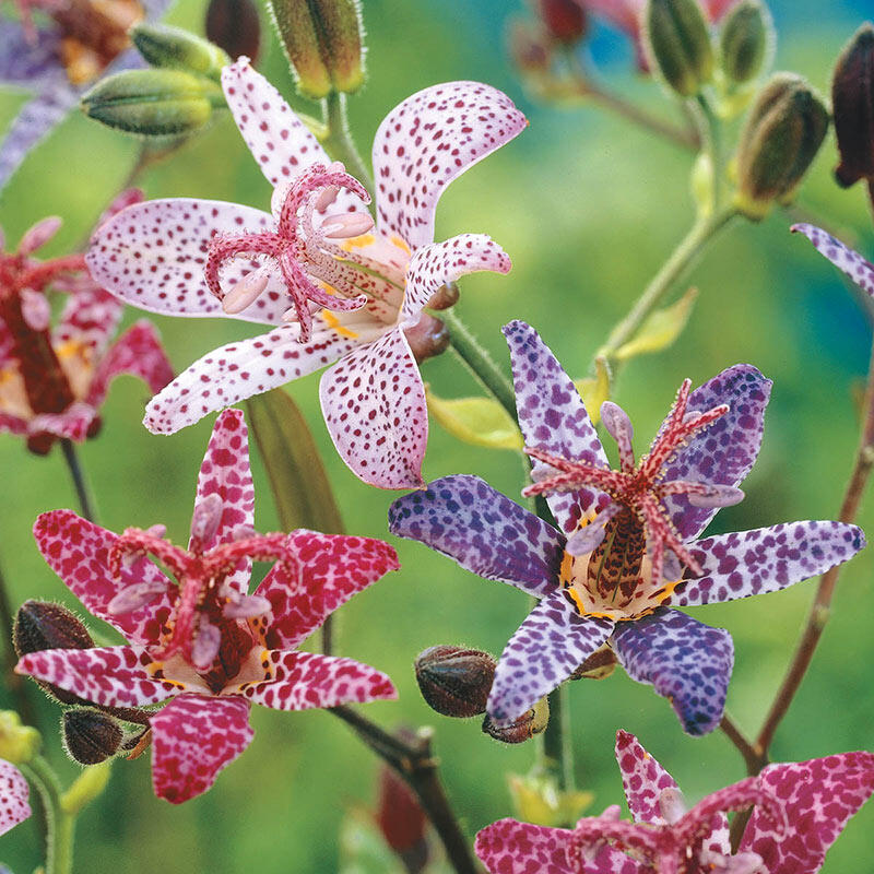 Toad Lilies for Sale Toad Lily Mixture Breck's