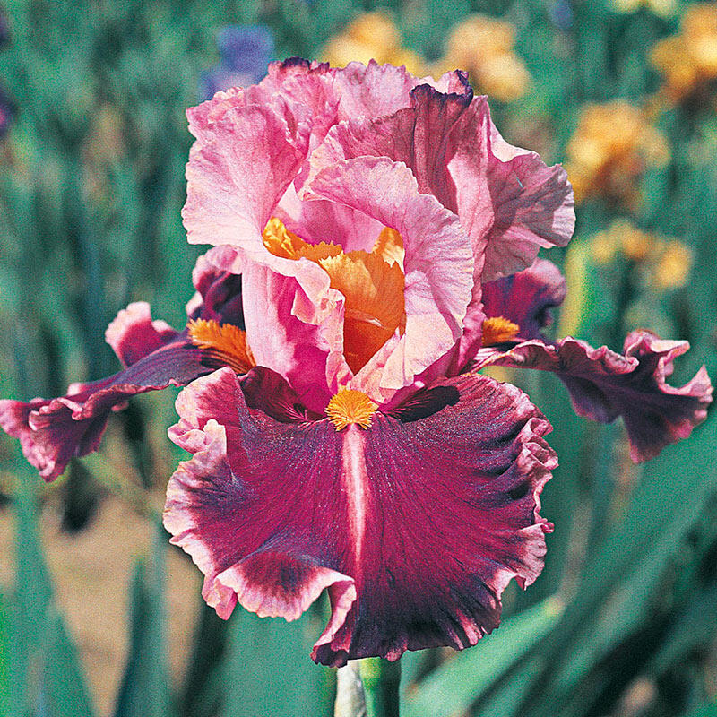 Shop Impressionist Bearded Iris Sun Perennials Breck's