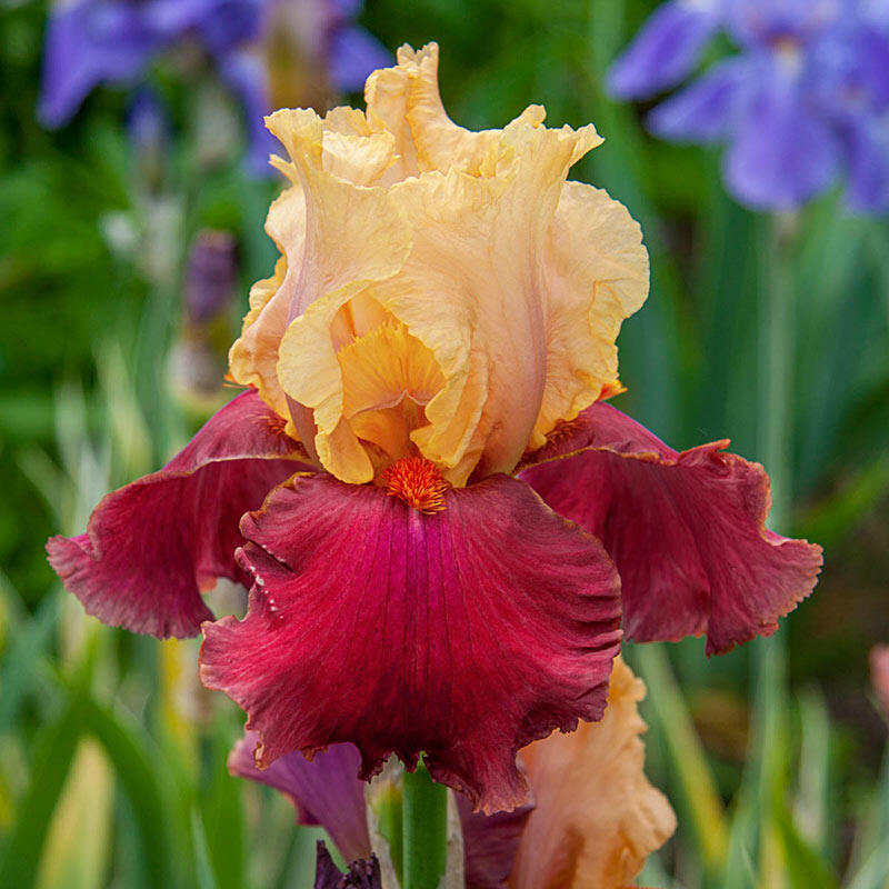 Shop Frimousse Bearded Iris Sun Perennials Sale Breck's